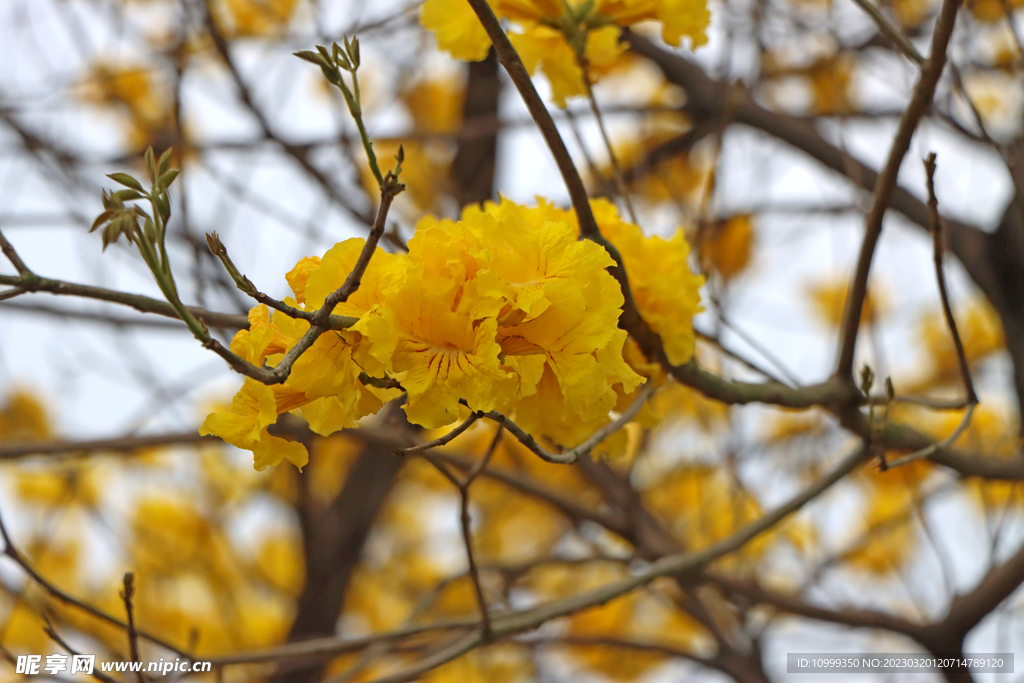 风铃花