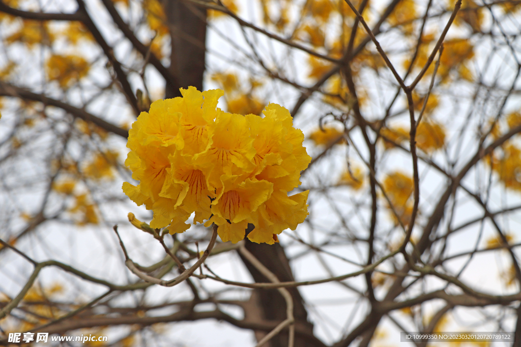 风铃花