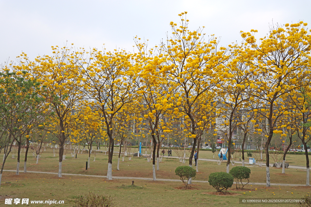 风铃花