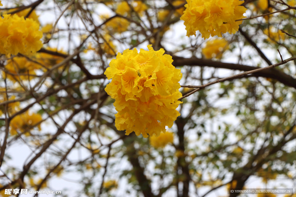 风铃花