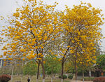 风铃花