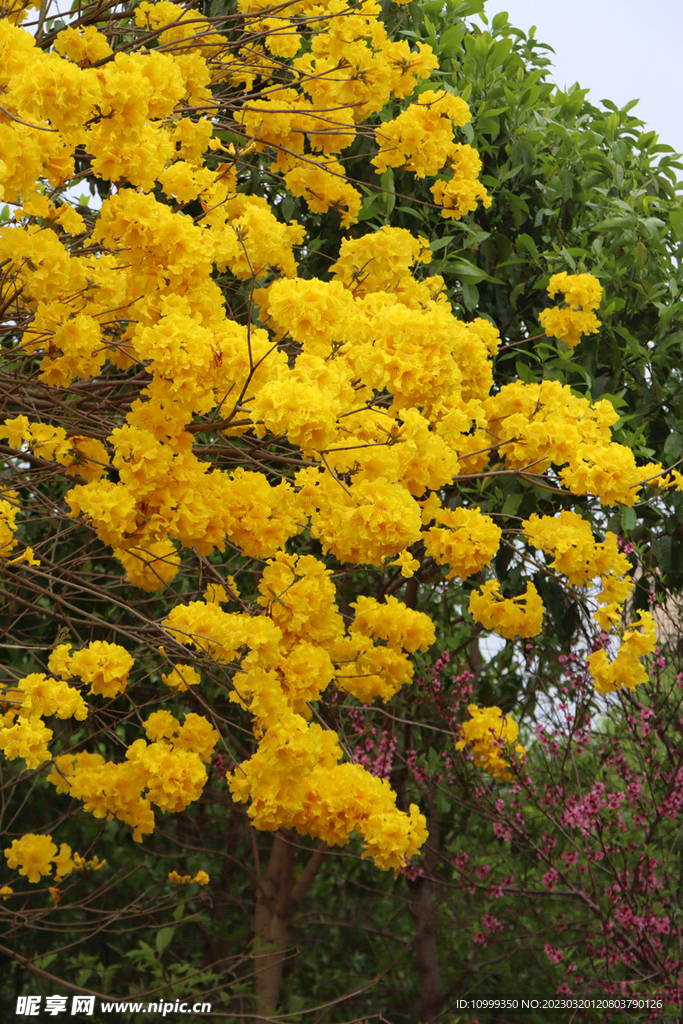 风铃花