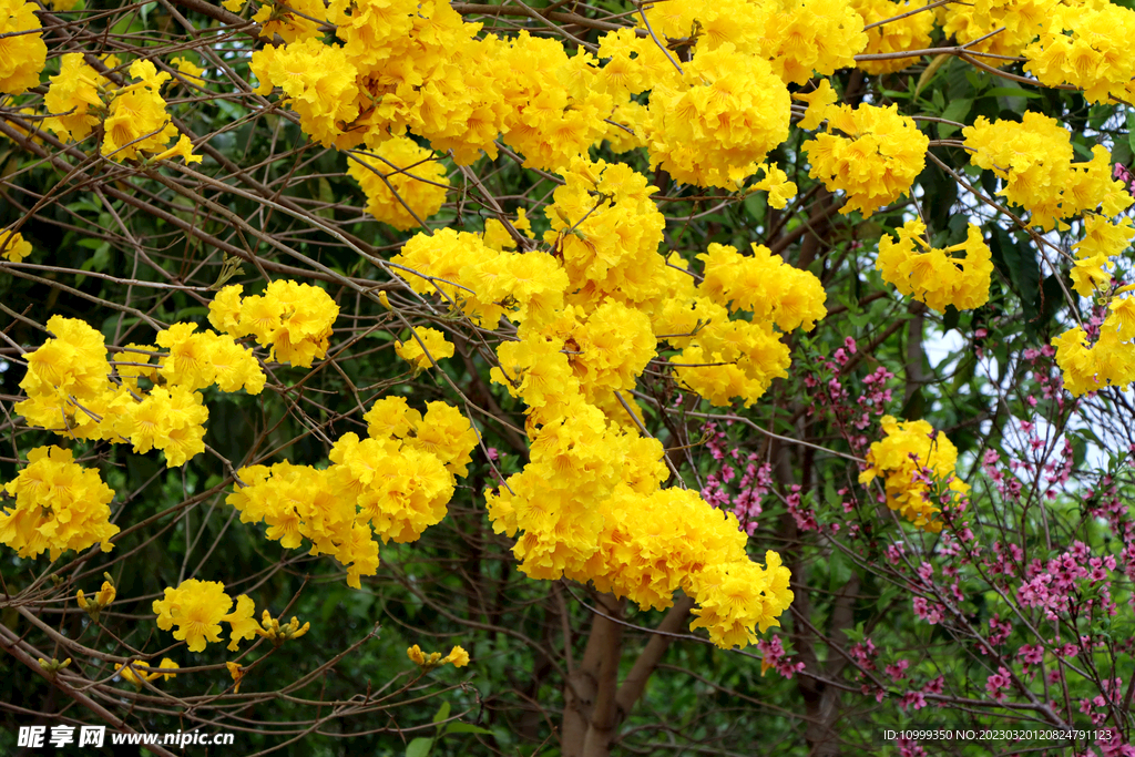 风铃花