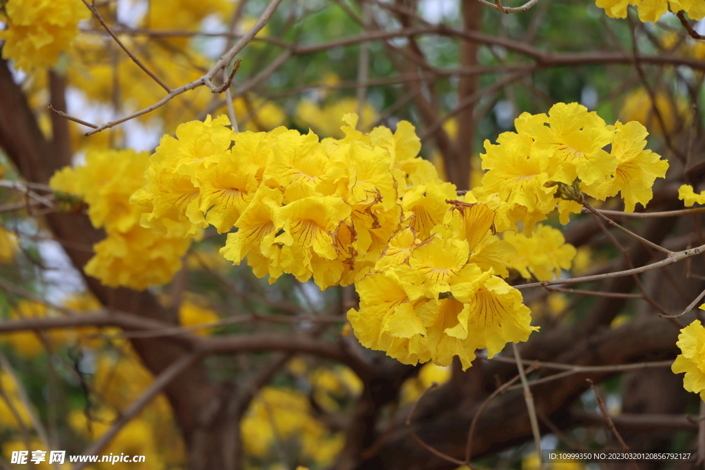 风铃花