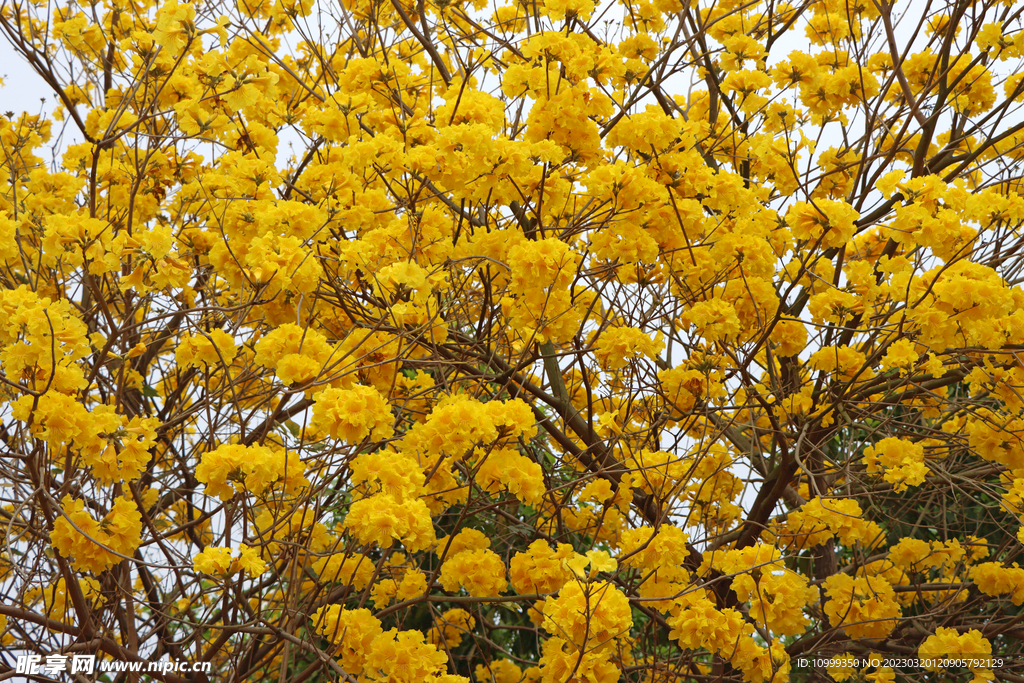 风铃花