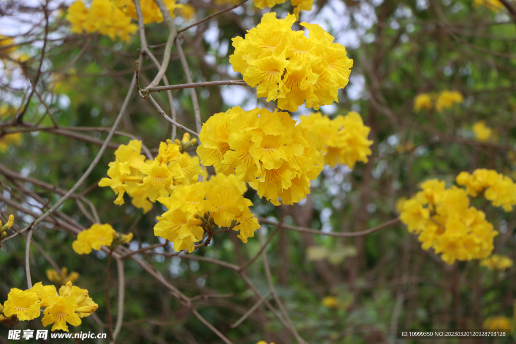 风铃花