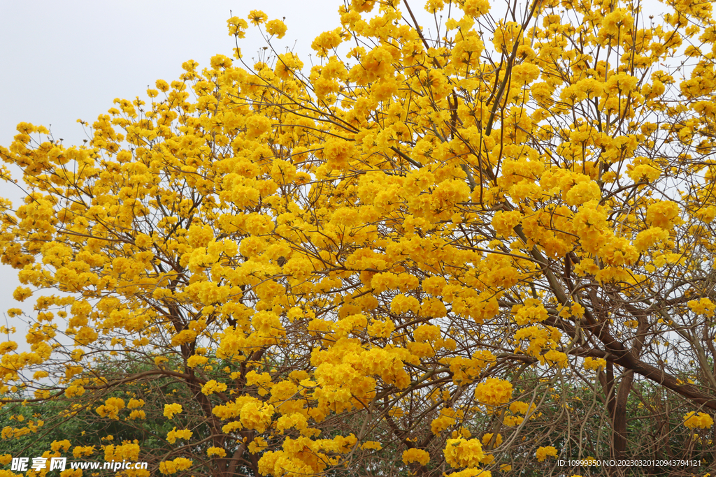 风铃花