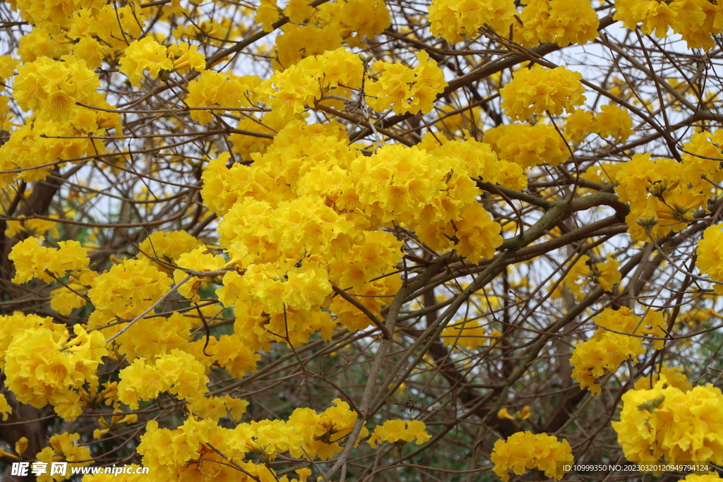 风铃花