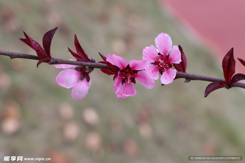 桃花