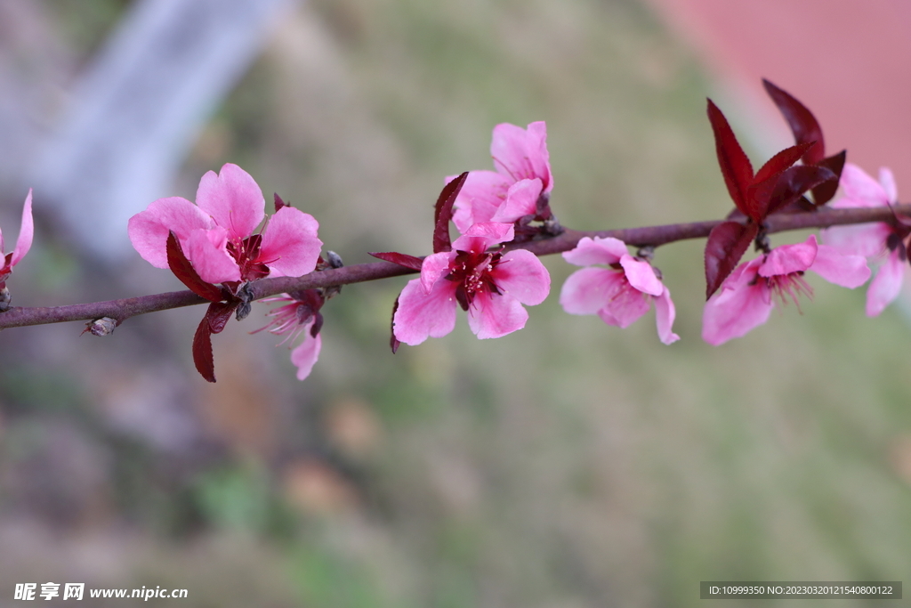 桃花