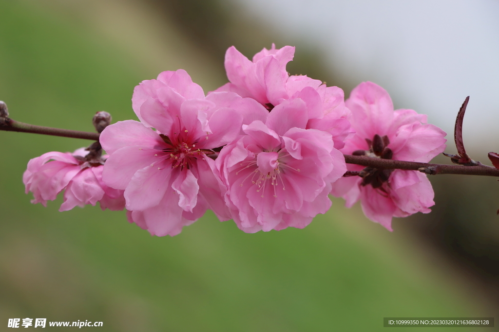 桃花