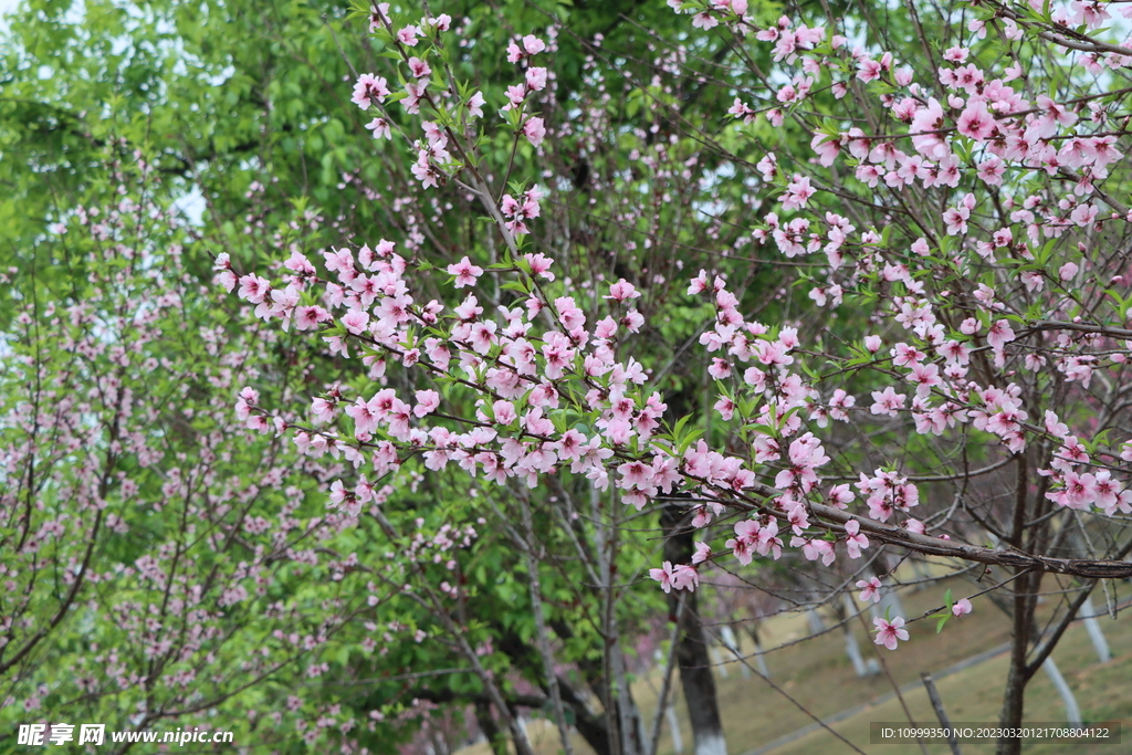 桃花