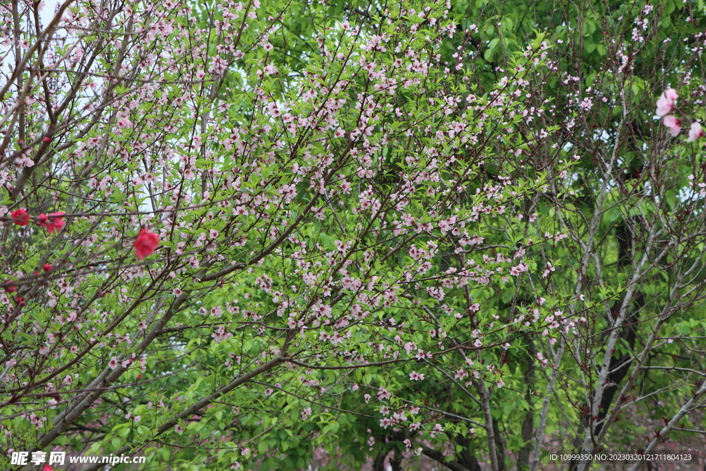 桃花