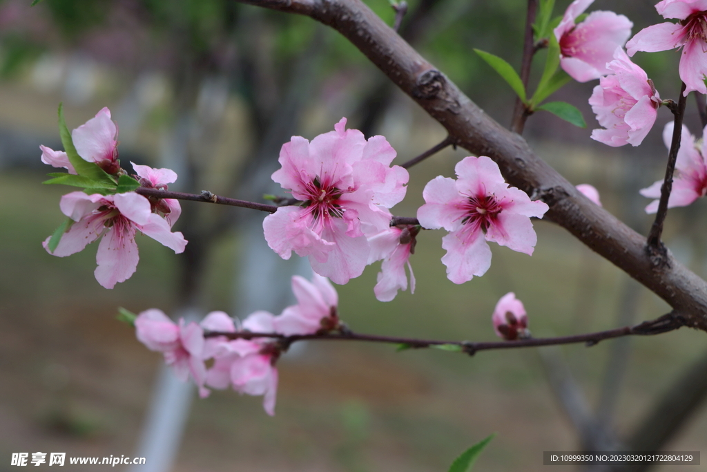 桃花