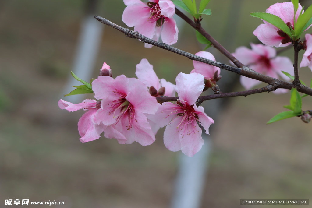 桃花