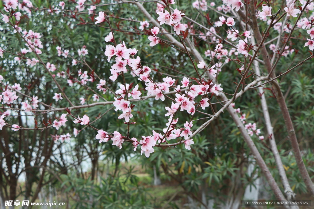 桃花