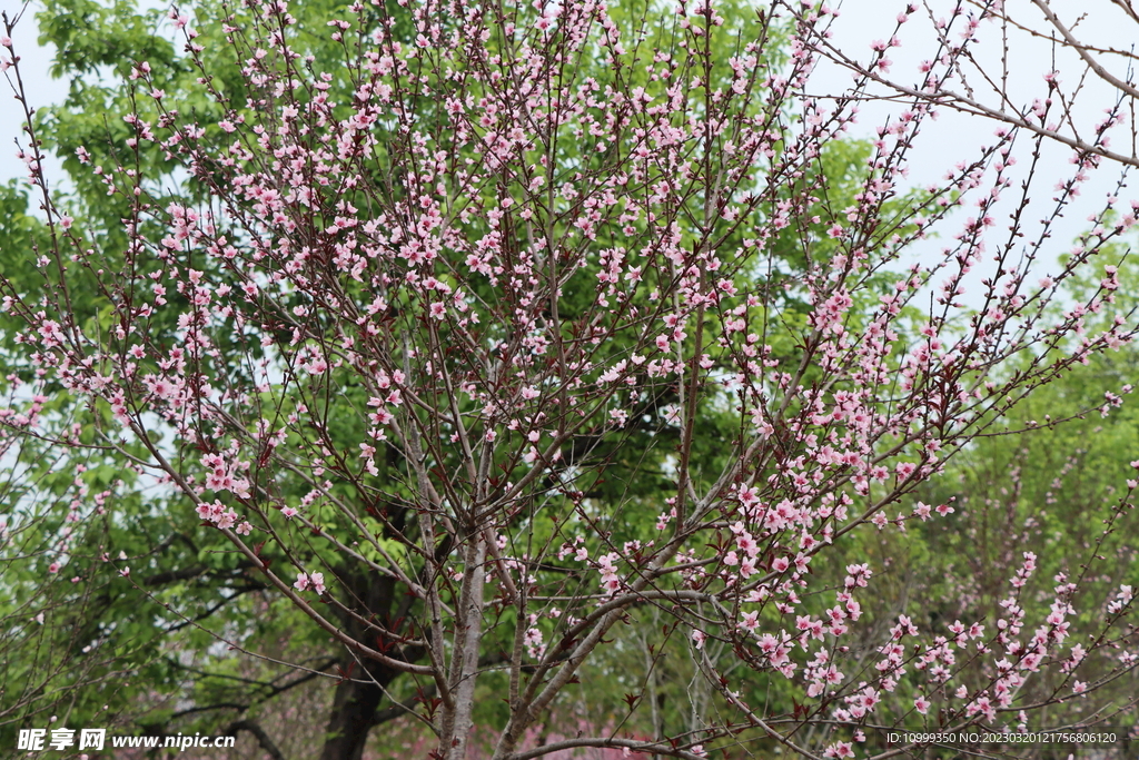 桃花树