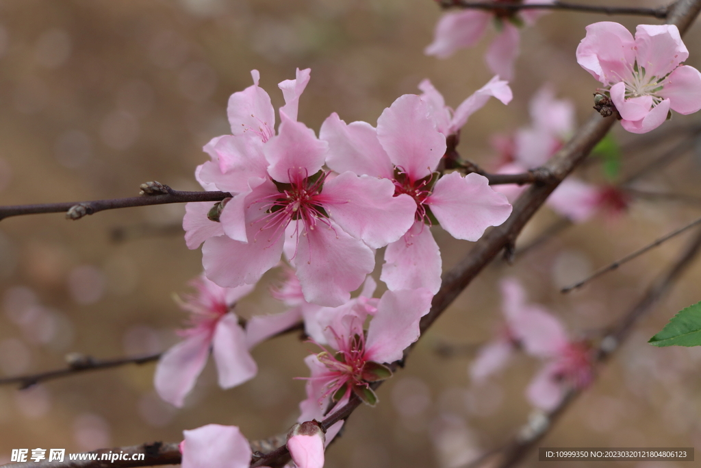 桃花