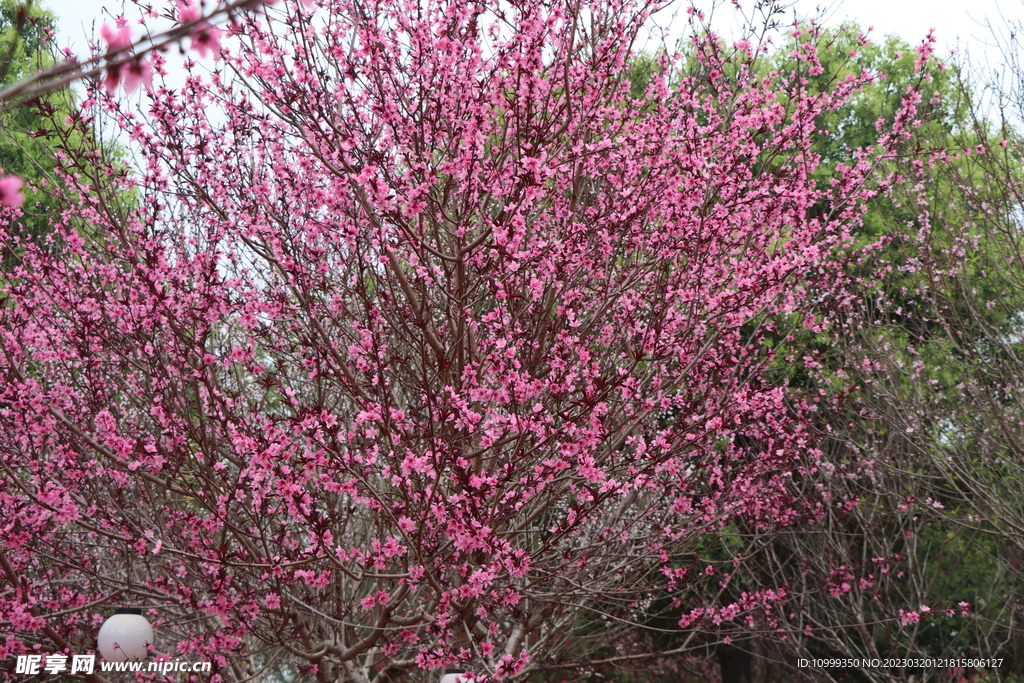 桃花树