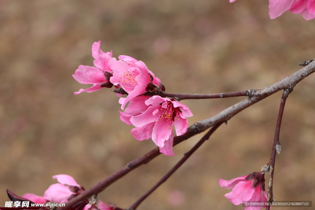 桃花