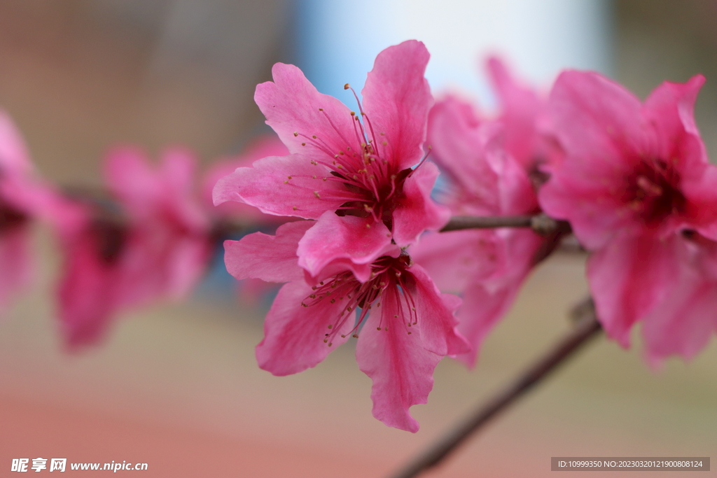 桃花