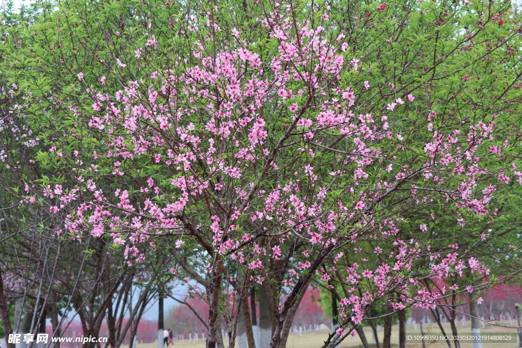 桃花树