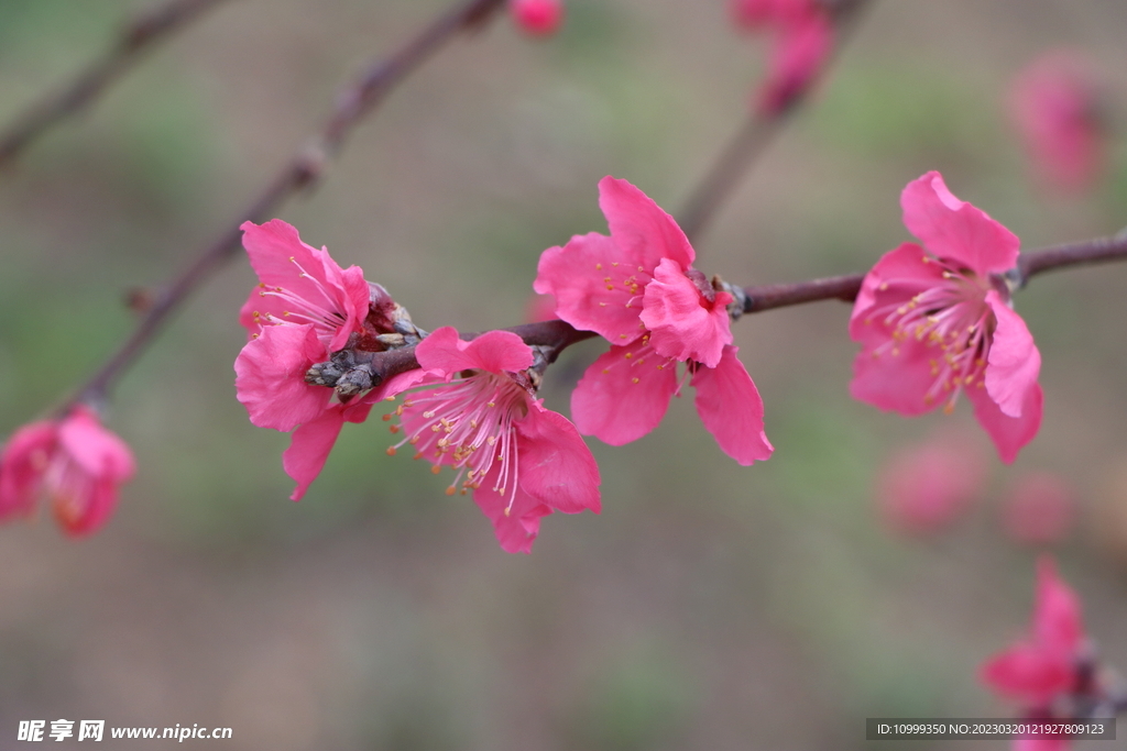 桃花