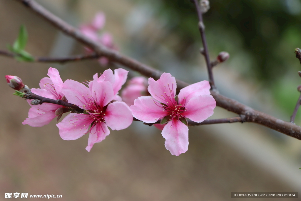 桃花