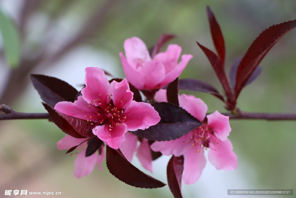 桃花