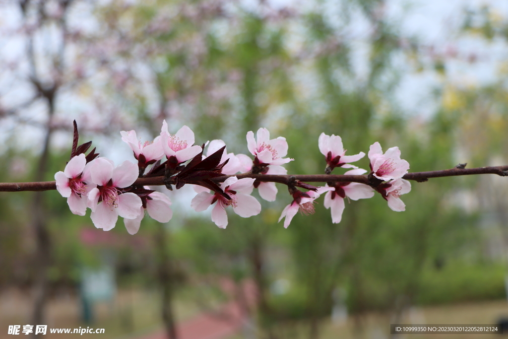 桃花
