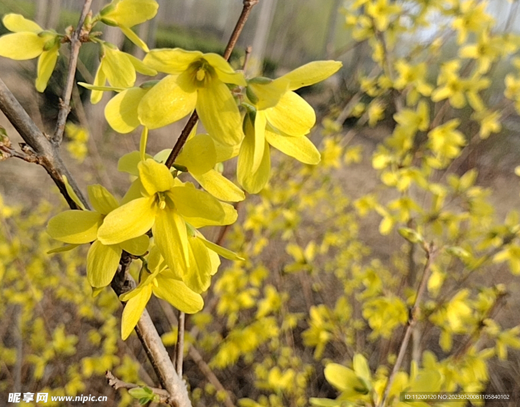 迎春花