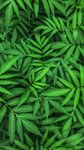 自然植物纹理