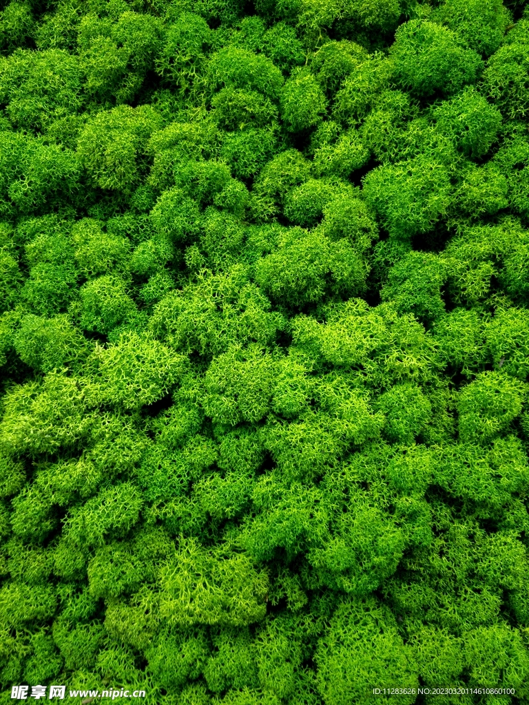 自然植物纹理
