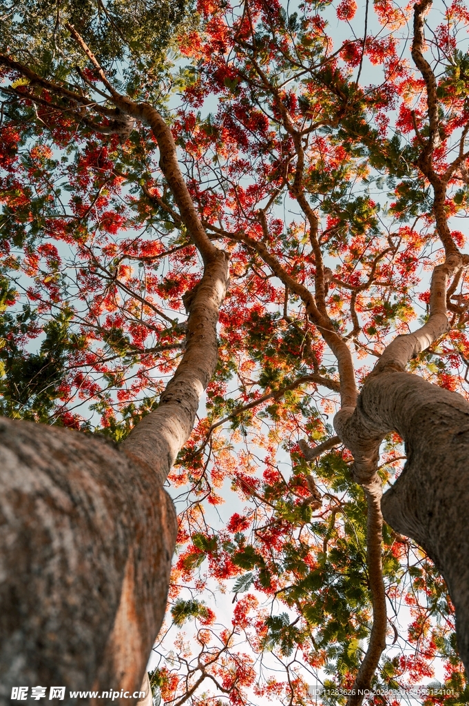 树木天空
