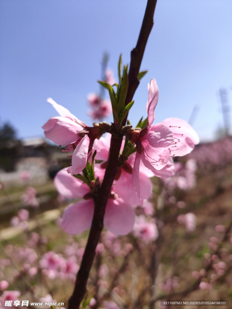 桃花