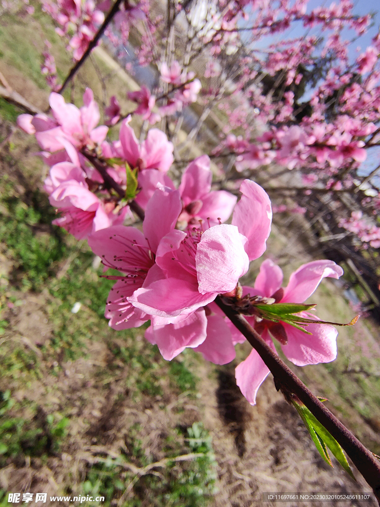 桃花