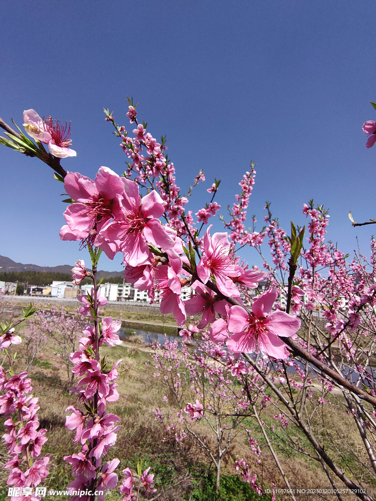 桃花