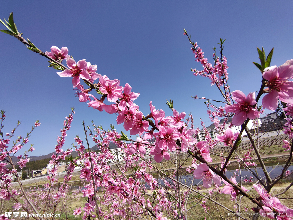 桃花