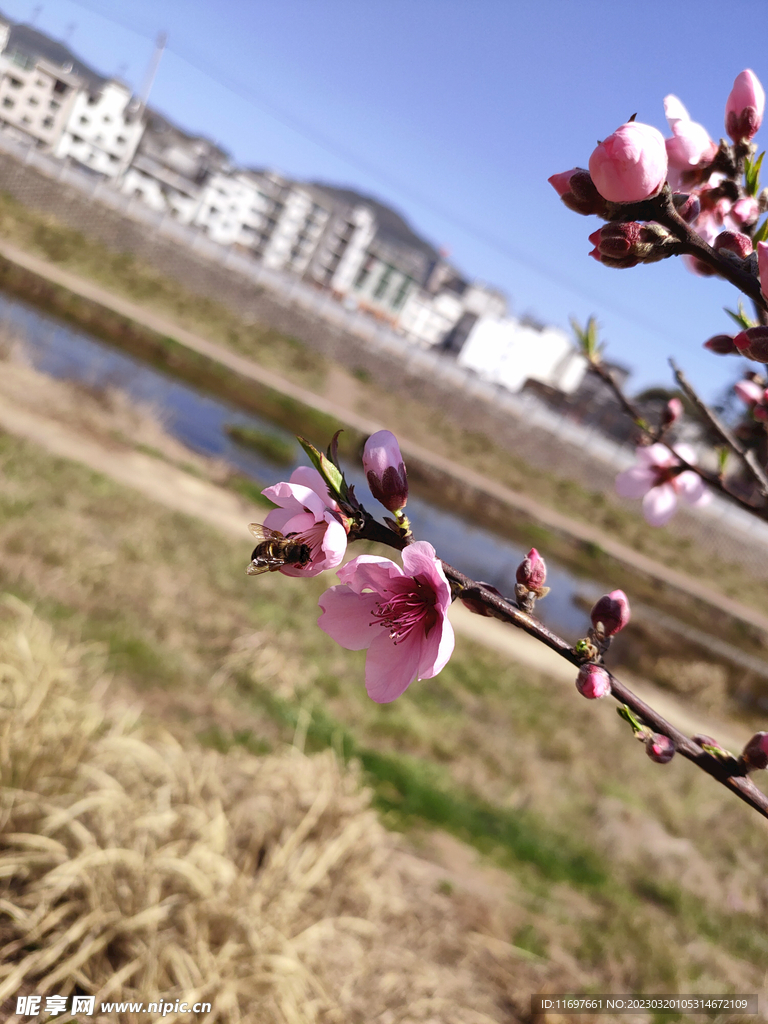 桃花