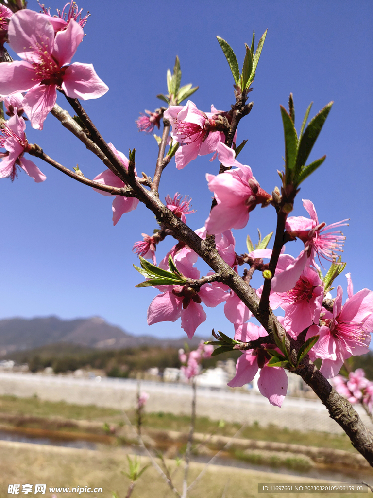 桃花