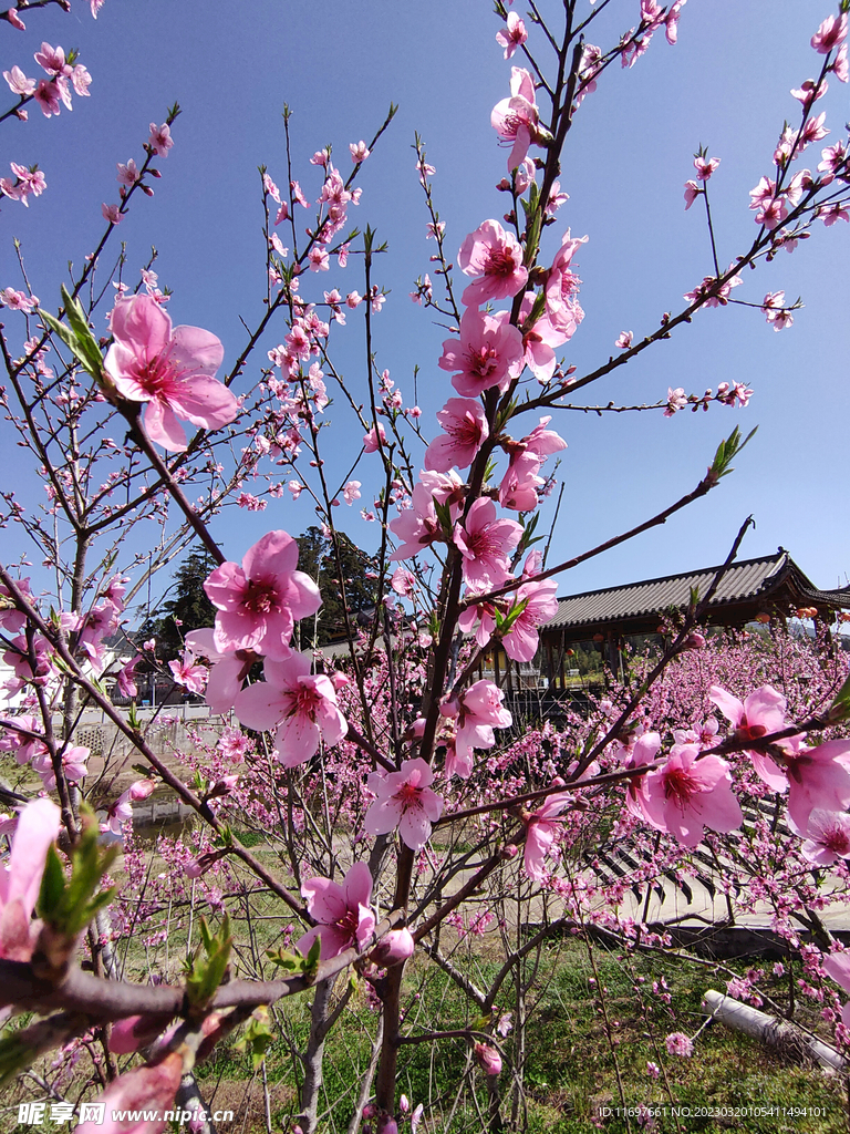 桃花