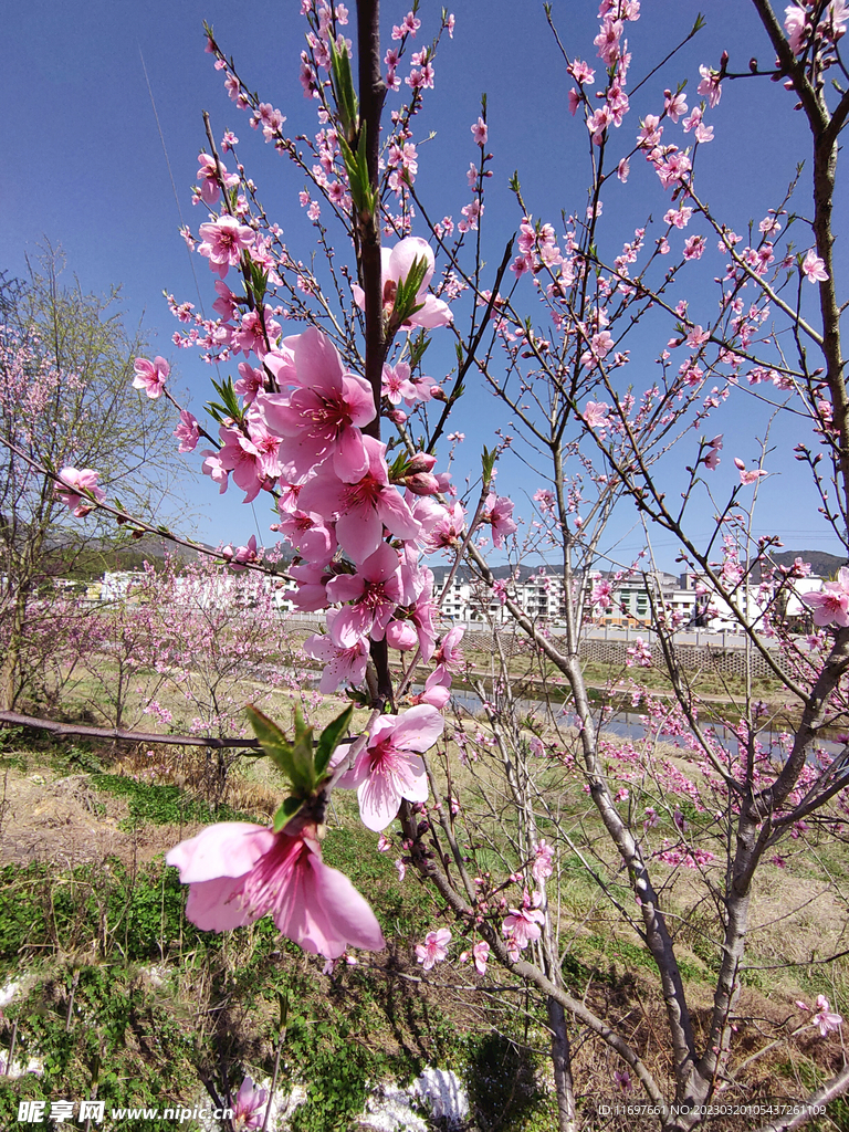 桃花