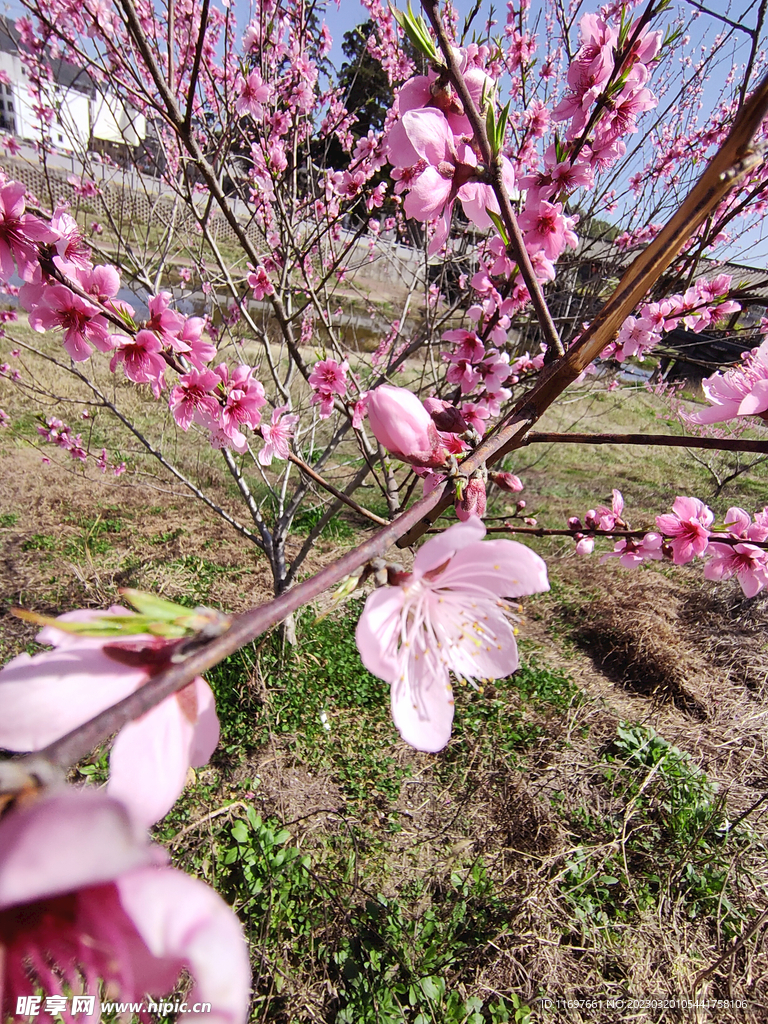 桃花