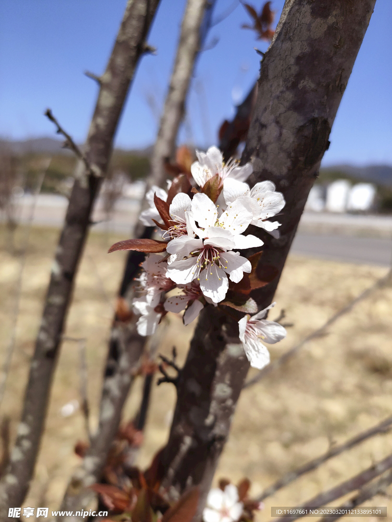 樱花