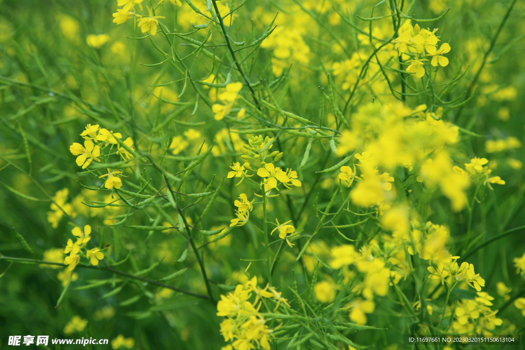 油菜花