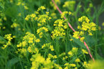 油菜花