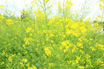 油菜花