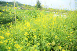 油菜花