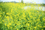 油菜花