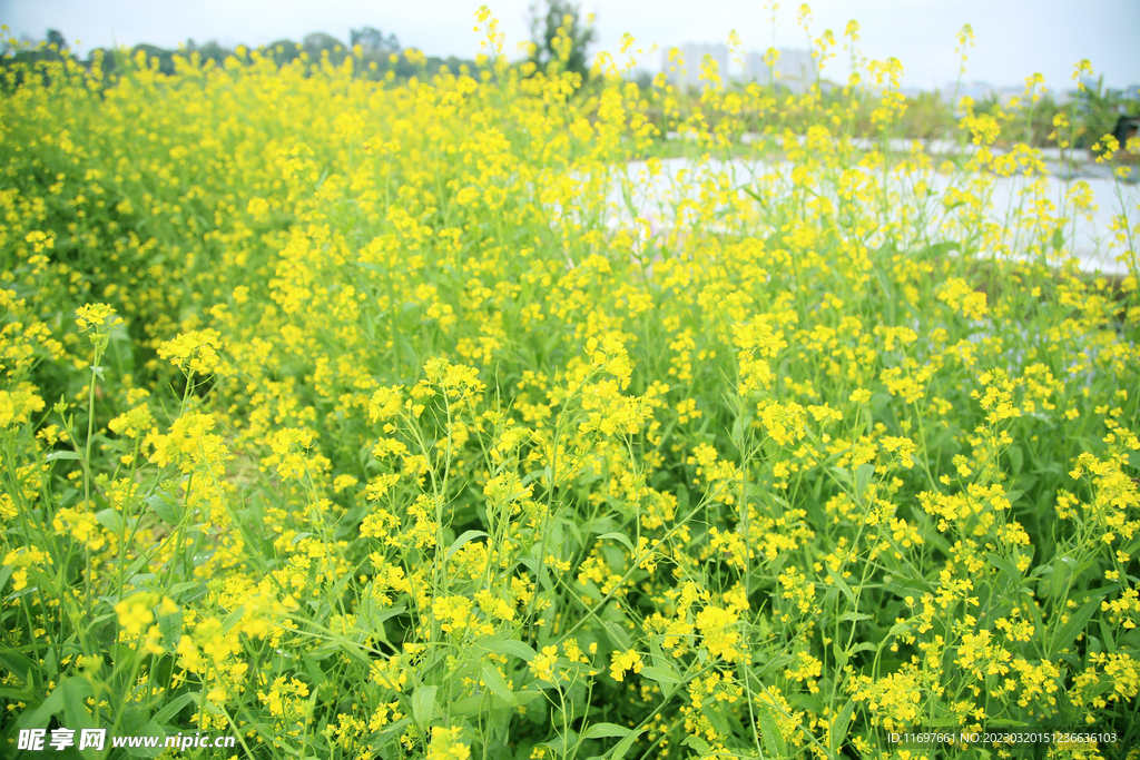 油菜花